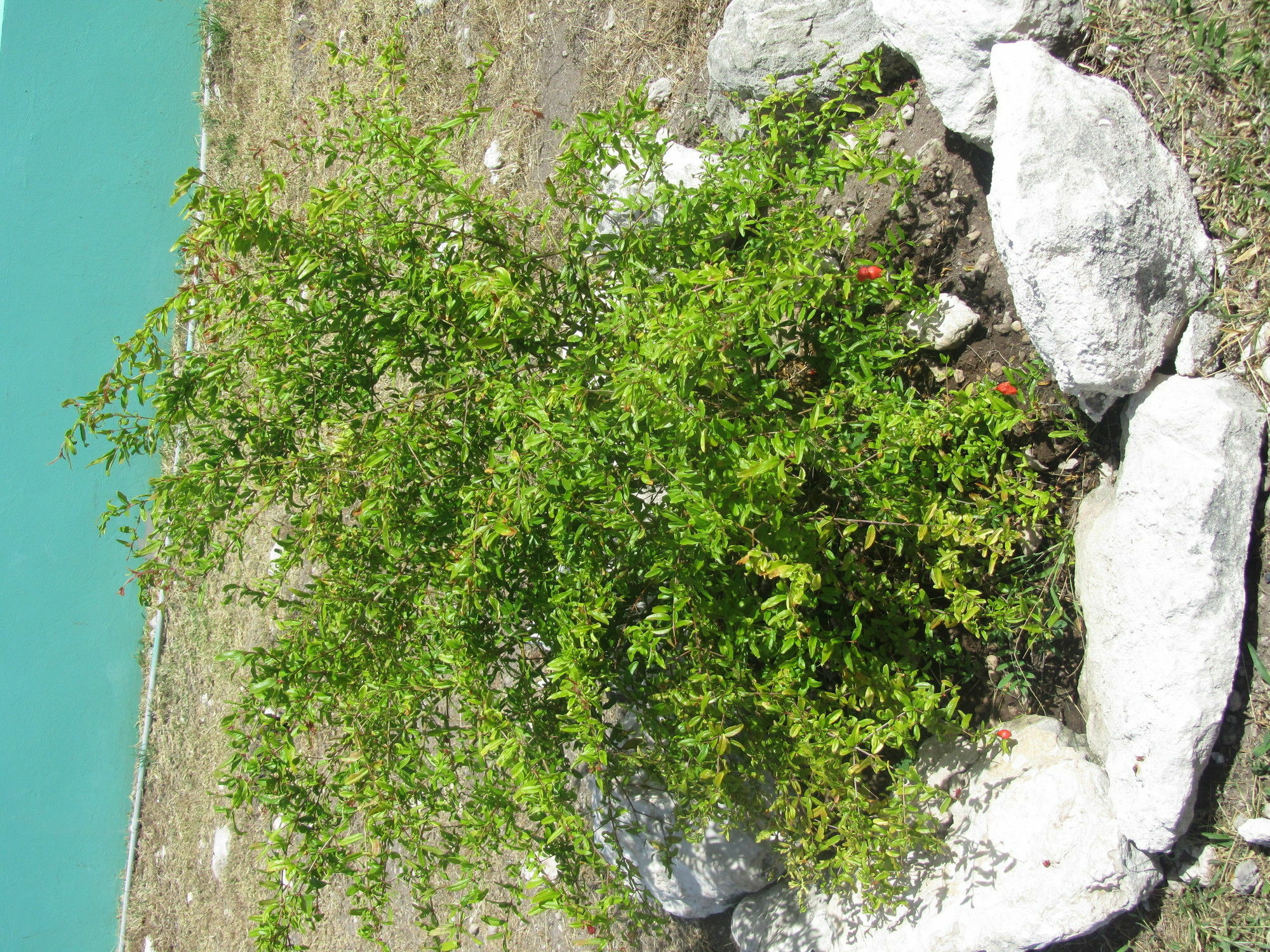 Sea Grape Villas The Settlement Buitenkant foto